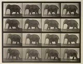 Edward Muybridge: Elephant Walking FLIPBOOK